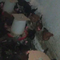 مرغ بومی تخمگذار