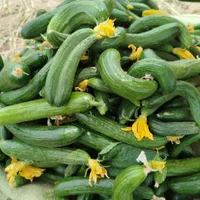 سبزیجات برگ خشک بومی آفتابی جنوب|خوردنی و آشامیدنی|اصفهان, کوی امام|دیوار