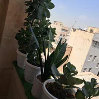 سلام چند عدد گلدان همراه با استند|گل و گیاه طبیعی|تهران, طیب|دیوار