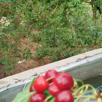 فروش باغ ۱۳۰۰ متری در .پل زمانخان شوراب صغیر|فروش زمین و ملک کلنگی|اهواز, بهارستان|دیوار