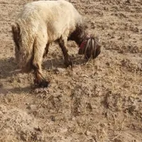 چوپان