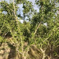 باغ چهار دیواری نزدیک بافت مسکونی