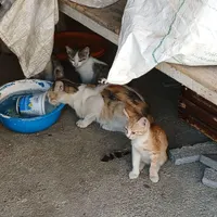 گربه واگذار