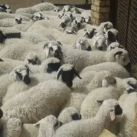 فروش بره بومی صادراتی درجه یک