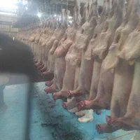 بره بره بره|حیوانات مزرعه|شاهینشهر, |دیوار