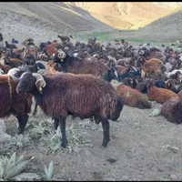 زرین دام کرج|حیوانات مزرعه|کرج, پیشاهنگی|دیوار