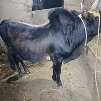 ورزا