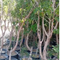 فروش مستقیم از نهالستان نهال شناسنامه‌دار و بامجوز|خدمات باغبانی و درختکاری|شهریار, |دیوار