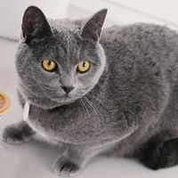 گربه ماده یکساله نژاد بریتیش اسکاتیش