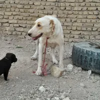 سگ افغان ماده|سگ|مشهد, توس فردوسی|دیوار