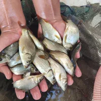 ماهی کپور مجار فیتوفاگ آمور|ماهی|صفادشت, |دیوار