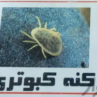 سمپاشی و مبارزه با حشرات سوسک موش ساس موریانه|خدمات نظافت|اهواز, کوی مهدیس|دیوار