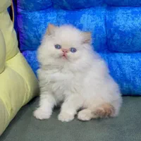 مجموعه گربه های نایس و دلربا|گربه|اصفهان, احمدآباد|دیوار