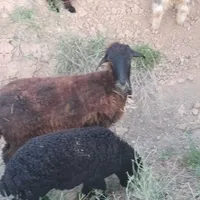گوسفند اول شکم شال|حیوانات مزرعه|شیروان (خراسان), |دیوار