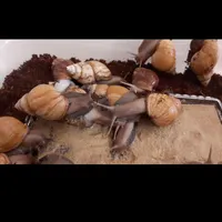 حلزون های سوپر مولد تخم گذار|خزنده|قرچک, |دیوار