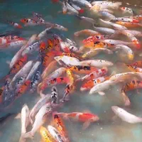 انواع ماهی کوی نژاد ریزتامولد باله کوتاه وسوپرباله|ماهی|اصفهان, مولوی|دیوار