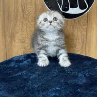 بچه گربه های اصیل نژاد دار گوگولی|گربه|کرج, دولت‌آباد|دیوار