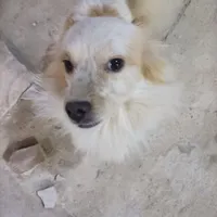سگ پاپی گم شده