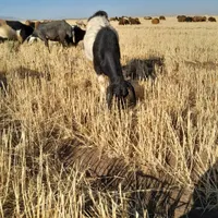 بز نر|حیوانات مزرعه|اردبیل, |دیوار