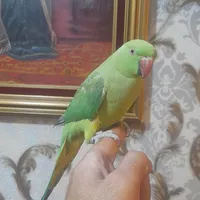 ملنگو سخنگو دستی ،گرینچیک ،عروس ،طوطی