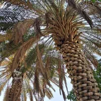 نخل برحی|عمده‌فروشی|شیراز, کوی زهرا|دیوار