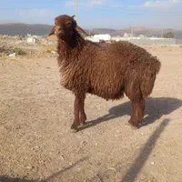 با سلاخی بره چاق شیشک برای قربانی|حیوانات مزرعه|قم, انسجام|دیوار