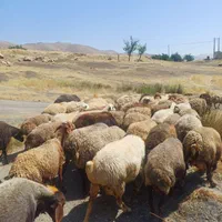 ۱۳۶ راس گوسفند داشتی شیشک و آبستن با ۷ بره|حیوانات مزرعه|مریوان, |دیوار