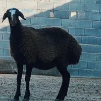 گوسفندماده هترو پلنگی وافشار  وبره قوچ همو|حیوانات مزرعه|مشهد, ده دی|دیوار