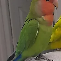 گمشده