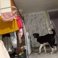 سگ گمشده
