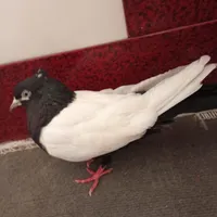 برای اینکه همی یدونه رادارم
