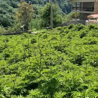 فروش ویژه ی زمین سنددار در سوادکوه|فروش زمین و ملک کلنگی|زیرآب, |دیوار