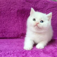 گربه پرشین اسکاتیش