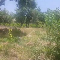 منطقه گردشگری جاسب باغ گردو بادام این قیمت تا سه ر|فروش زمین و ملک کلنگی|دلیجان, |دیوار