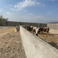 گاوداری دامداری اجاره ای