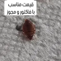 سمپاشی مطمئن وسم پاشی معتبر
