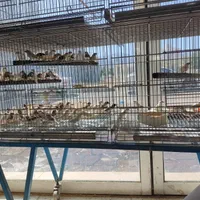 بار جدید 900 جفت جوجه شاه طوطی اروپائی وعروس هلندی|پرنده|بیرجند, |دیوار