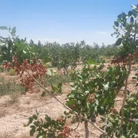 فروش باغ پسته و انار در ساوه|فروش دفتر صنعتی، کشاورزی، تجاری|ساوه, |دیوار