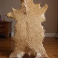 پوست بز|صنایع دستی و سایر لوازم تزئینی|تهران, مدائن|دیوار