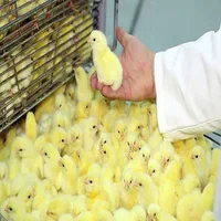 فروش انواع جوجه گوشتی و دورگه و...|حیوانات مزرعه|قائم‌شهر, |دیوار