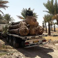 مازندران فونیکس نخل پالم|خدمات باغبانی و درختکاری|سلمانشهر, |دیوار