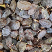 کشمش افتابی|عمده‌فروشی|قرچک, |دیوار