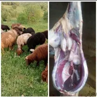 گوسفند زنده همراه باقصاب مجرب ارسال رایگان|حیوانات مزرعه|شهریار, |دیوار