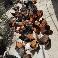 مرغ وخروس|حیوانات مزرعه|بیرجند, |دیوار