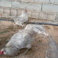 مرغ ویاندوت تخم نطفه ازتمام ذاتها یک جفت مولداورنج|پرنده|شیراز, حافظیه|دیوار