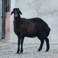 گوسفندماده هترو پلنگی وافشار  وبره قوچ همو|حیوانات مزرعه|مشهد, ده دی|دیوار