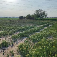فروش زمین ۱۱۰۰ متری در خین عرب روستای بهار|فروش زمین و ملک کلنگی|مشهد, نوید (بلوار کشاورز)|دیوار