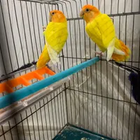 فروش جفت طوطی اوپال|پرنده|مهر, |دیوار