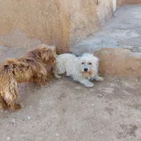 2تا پاپی نرو ماده|سگ|چناران, |دیوار