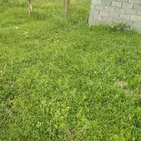 فروش زمین 220متری در کلاردشت بنفشه ده گویتر